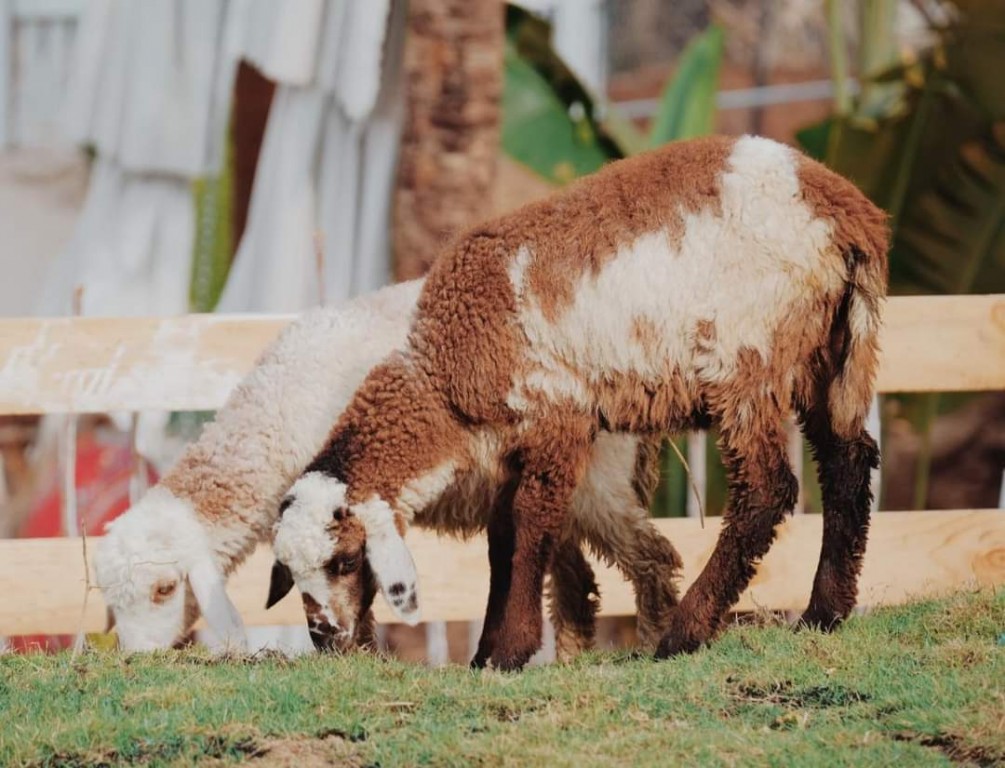Ulala Farm 12
